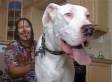 Meet Titan, The World's Tallest Dog (VIDEO)