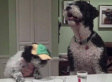 Puppies Recreate The Snooki Punch (VIDEO)