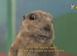 The Dramatic Chipmunk Gets His Revenge (VIDEO)