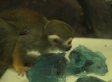 Squirrel Monkeys Get Jell-O At Bronx Zoo (VIDEO)