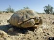Rare Tortoise Makes Things Hairy For Solar Development