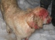 Golden Retriever Saves 11-Year-Old Boy From Cougar
