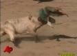 GRAPHIC: Man Gored To Death During Bull Fight Festival (VIDEO)