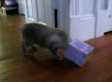 Cat Gets Head Stuck In Tissue Box (VIDEO)