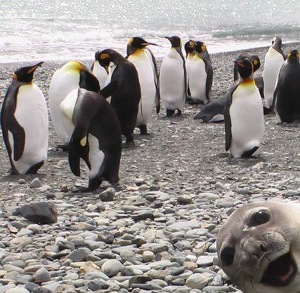 Foca hace photobomb a un grupo de pinguinos