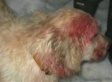 Angel The Dog Saves 11 Year-Old From Cougar Attack (UPDATE) (VIDEO)