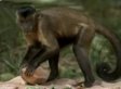 Smart Animals That Use Tools, Play Soccer And More! (VIDEO)
