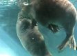 Walrus Oral Sex: Pleasures Self In Sex Act At Aquarium (VIDEO) (NSFW)