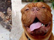 The Best Animal Photobombs Of All Time (PICTURES)