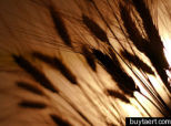 Rogue Wheat Trader Blamed For $141 Million Loss