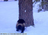 Wolverine: The Latest Furry Sensation