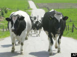 Clinton Surrogate: Obama Can\'t Milk The Iraq War Cow