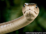 The Black Mamba: World\'s Fastest and Deadliest Snake