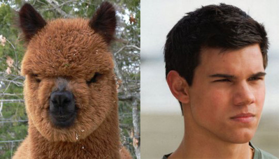 http://images.huffingtonpost.com/gen/149527/TAYLOR-LAUTNER-ALPACA.jpg