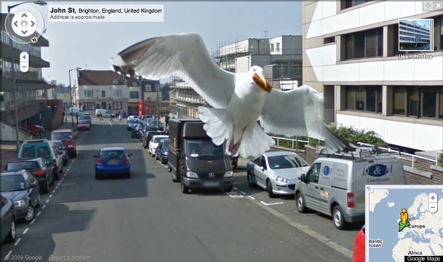 SEAGULL-PHOTOBOMBS-GOOGLE-STREET-VIEW.jpg