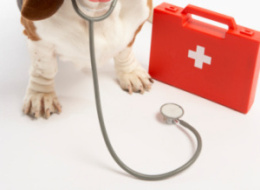 Pets And Healing