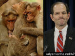 Why Animals And Governors Struggle With Monogamy