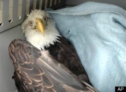 s-ALASKA-EAGLE-DEATH-SPIRAL-large.jpg