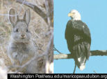 Bush Gutting The Endangered Species Act