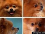 Pomeranian With Embedded ID MIcrochip Stolen