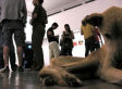 The Starving Dog Artist: A Diagnosis