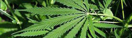 Paul Armentano: What Your Government Knows About Cannabis And Cancer -- And Isn't Telling You
