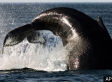 Whales Vs. Military: Not Looking Good For The Whales