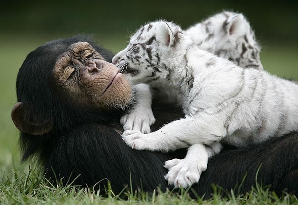 White Tiger Cubs Pics. the white tiger cub after