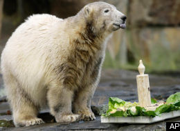 s-BIRTHDAY-BEAR-large.jpg