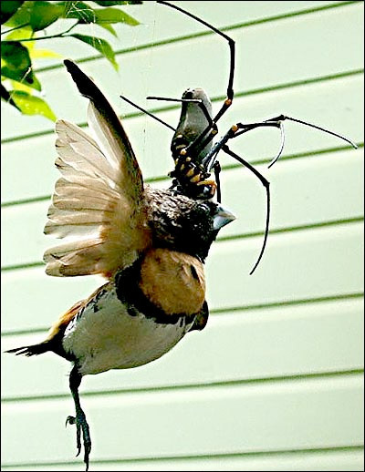 spider kills bird