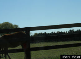 Virginia Canvassers Horses