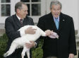 Top 10 Reasons To Pardon A Turkey this Thanksgiving