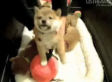 Farewell Puppy Cam: Tribute Pays Homage To Puppies Leaving This Weekend (VIDEO)