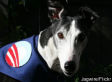 Greyhounds For Obama