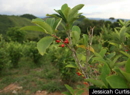 Coca