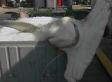 600 Pound Hammerhead Shark Caught Off Florida Coast (VIDEO)