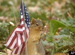 s-PATRIOTIC-SQUIRREL-large.jpg