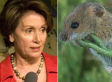 Pelosi's Mouse Explained: What's Actually In The Stimulus Bill