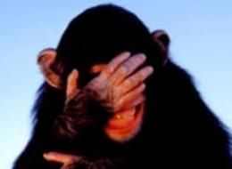 Chimp