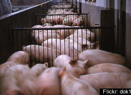 Danish Hogs