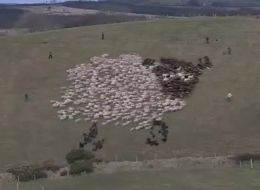 http://images.huffingtonpost.com/gen/69641/thumbs/s-EXTREME-SHEEP-ART-large.jpg