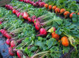 No Beets In The White House Garden