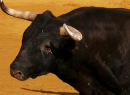 Bull