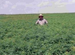 Hemp Farm