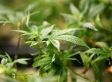 420: Thoughts on Pot vs. Alcohol from a Former Police Chief