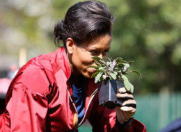 Herbs