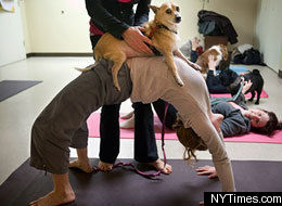 Doga
