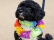 Welcome Bo Obama! The Wonderful Benefits of Animal Companionship