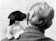 In Honor Of Bo Obama, HuffPosters Share The (Puppy) Love