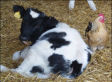 Red Meat vs Chicken: An Argument Against The False Distinction